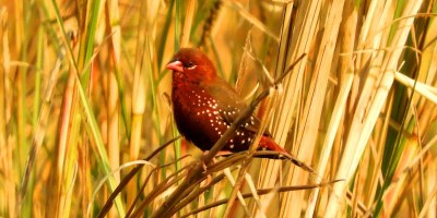 Red Finch or Red Munia or Avadavat