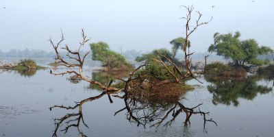 Swamp@Keoladeo Bharatpur - Reflections